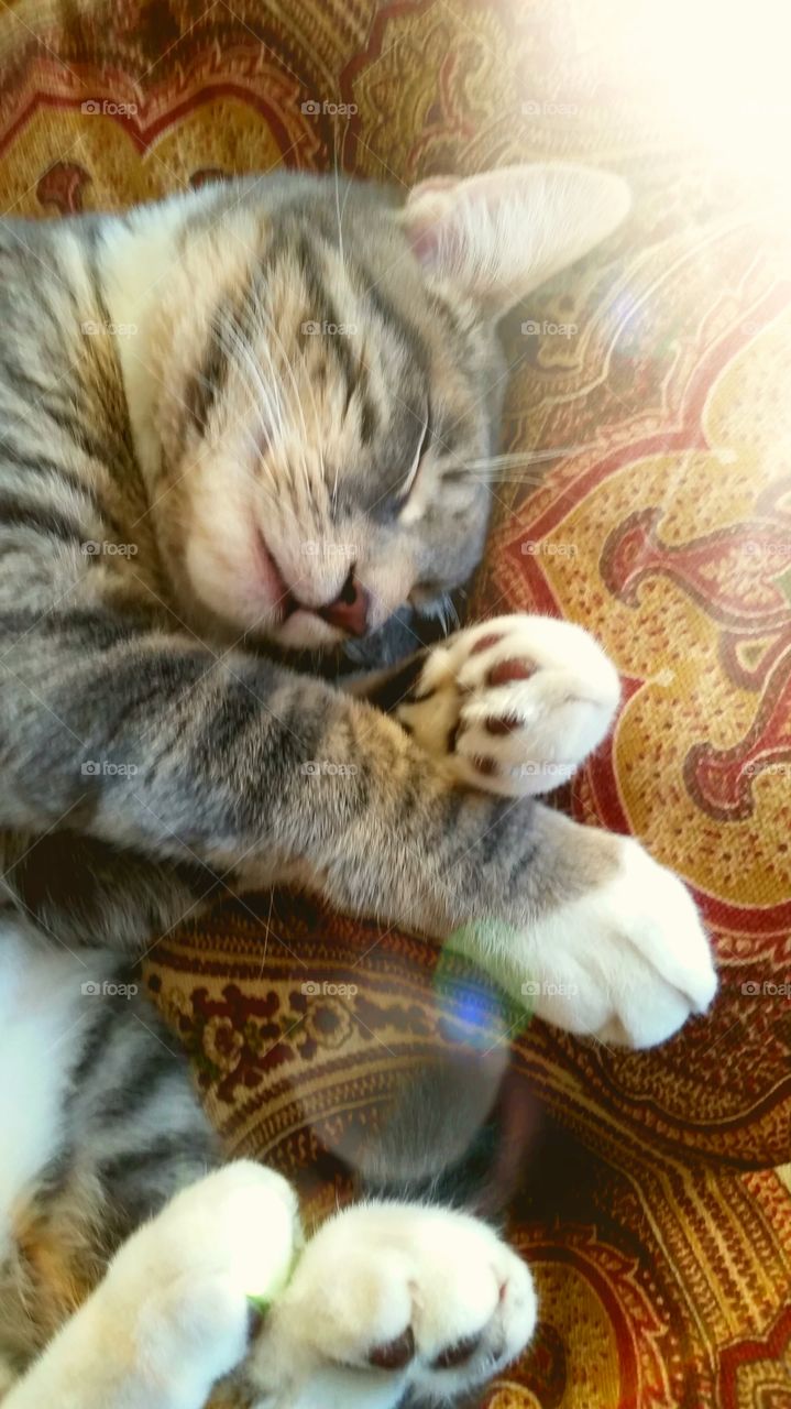 sleeping kitty