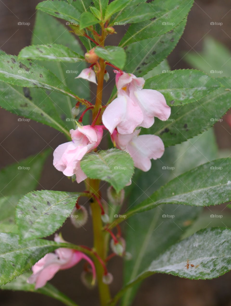 Leaf, Nature, No Person, Flora, Flower