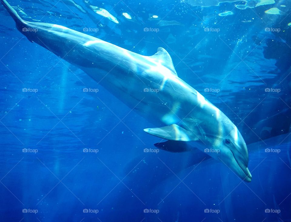 Aquarium of Genova ~ Dolphin