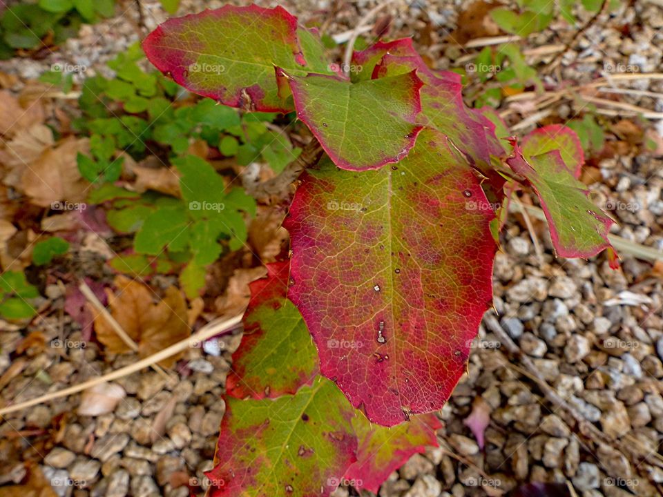 A leaf that's both green and red