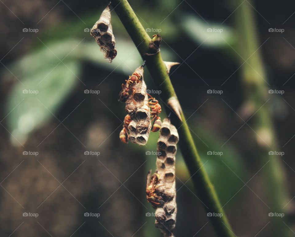 hornet nest in rose plant.wasp net