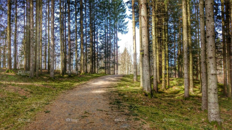 walking in the forest . walking in the forest 