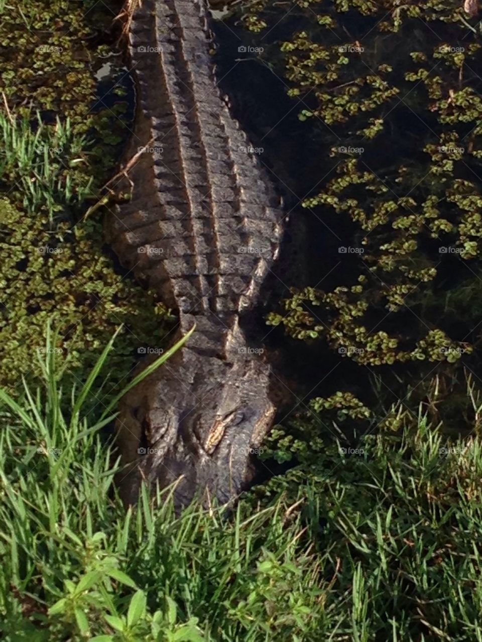 Alligator soaking up the sunshine