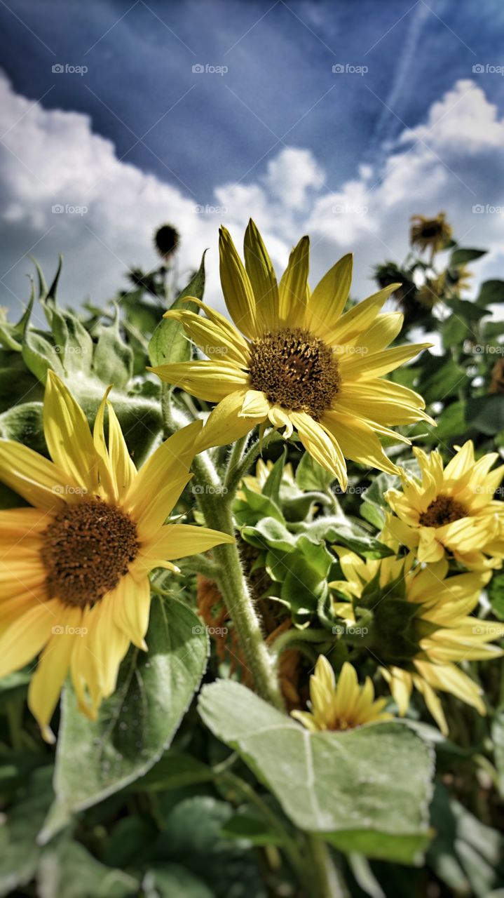 sunflowers