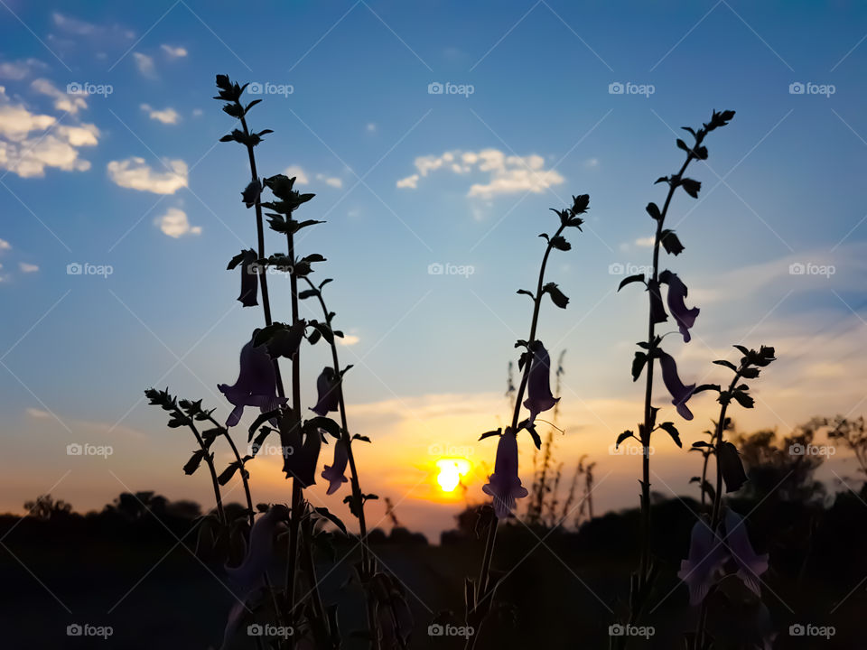 sunrise with some flowers in the foreground