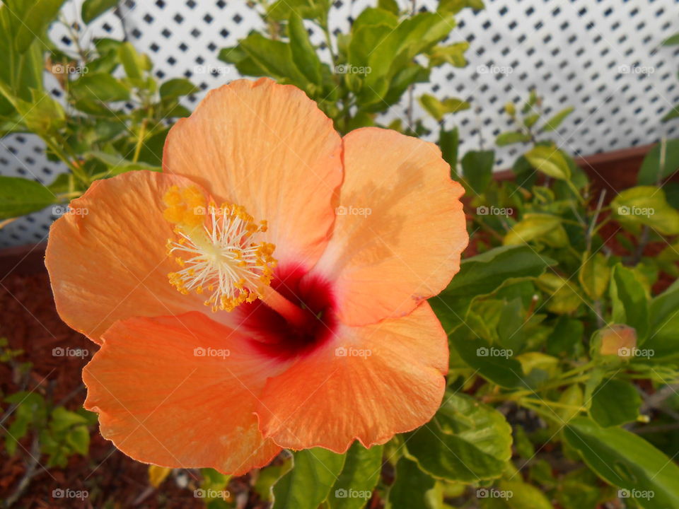 Hibiscus 