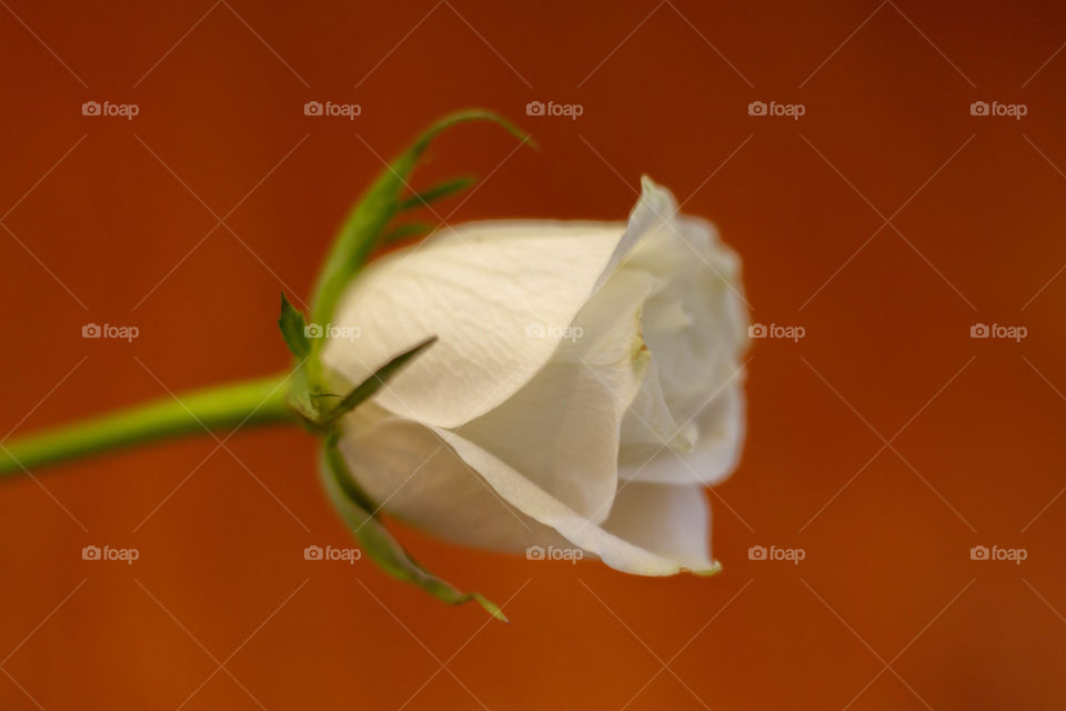 Flowers/Roses🌹 Showing it🤝🏾