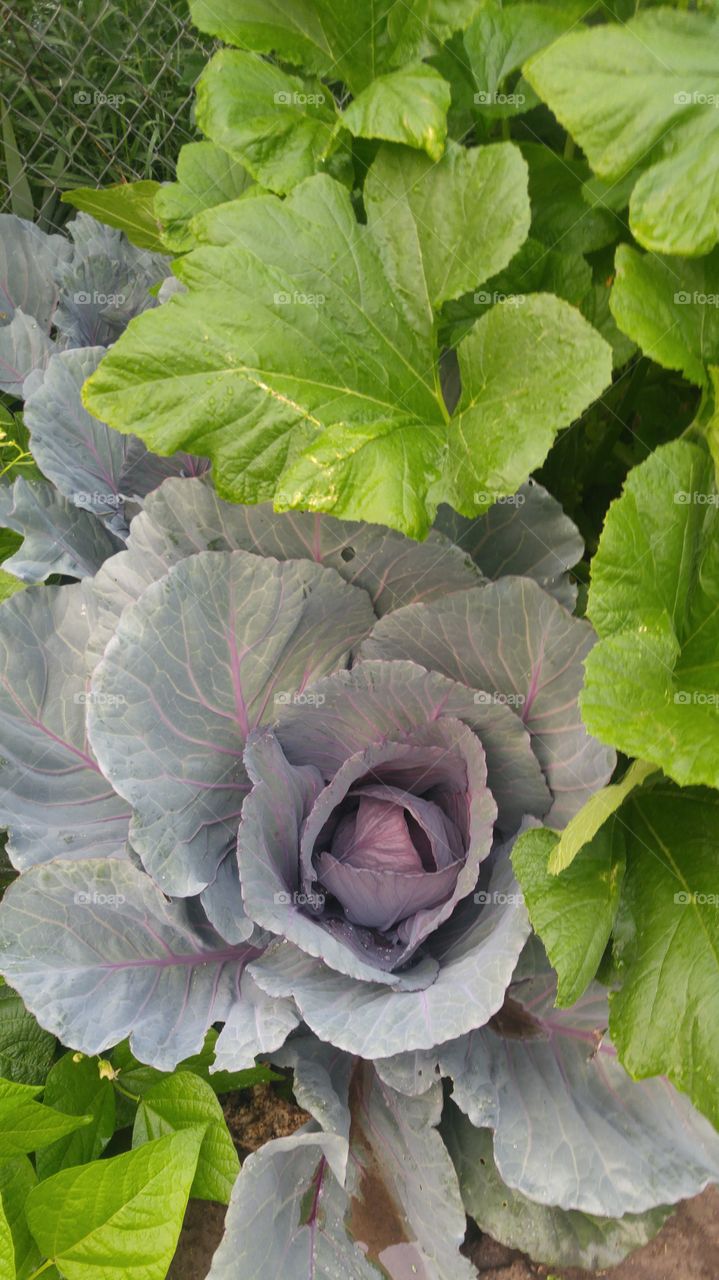 Red cabbage flowers