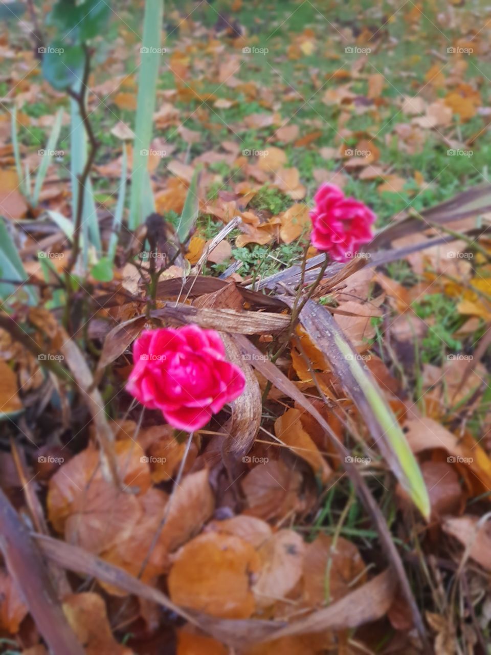 waiting for the spring