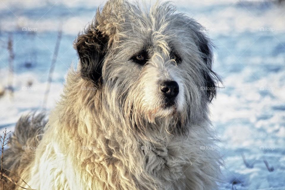 Dog in snow.