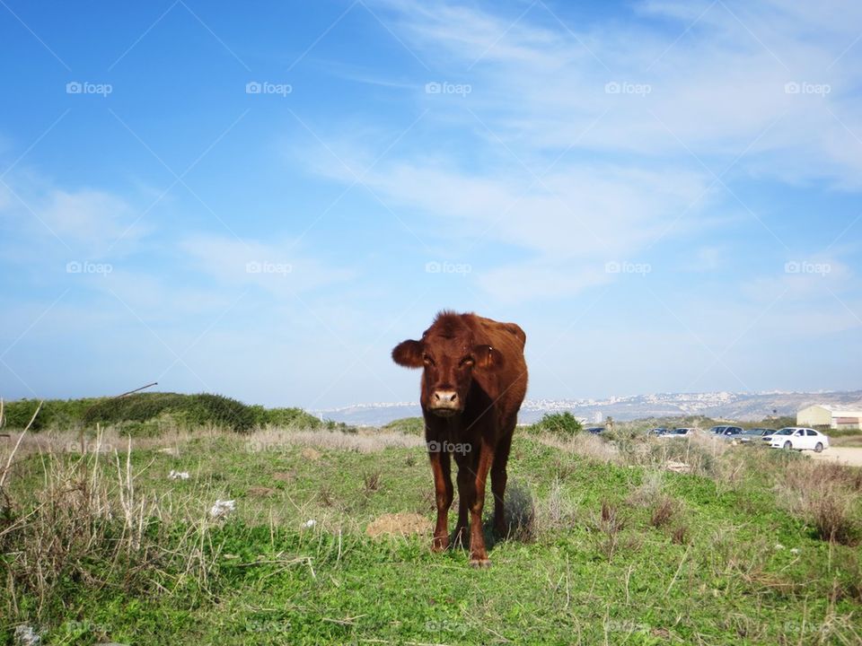 A cow 