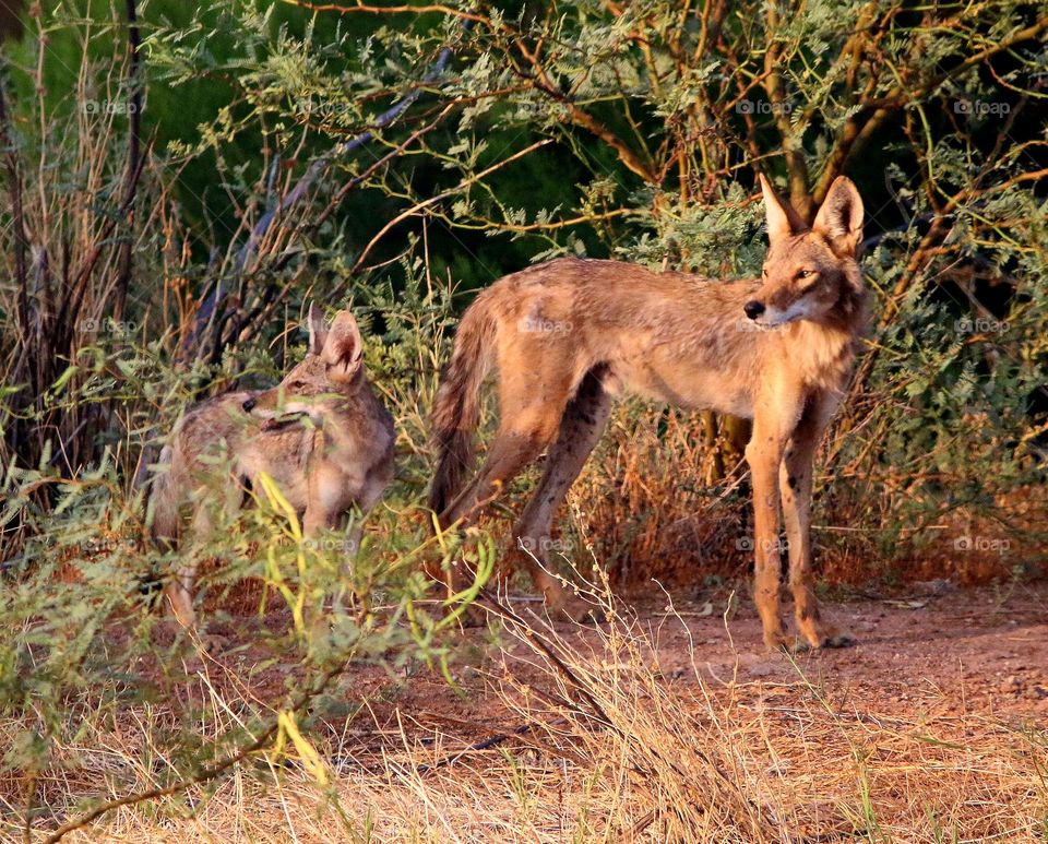 Coyote and Pup in Desert