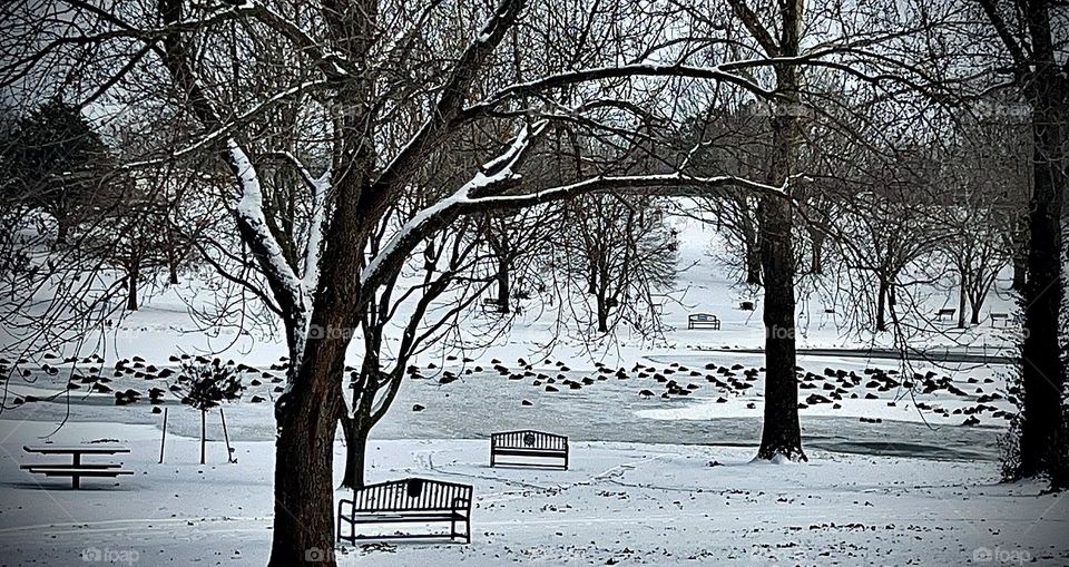 Jo Allyn Lowe Park Bartlesville Oklahoma Phillips 66 was born and created. Beautiful snow is frozen with the ducks can be so gorgeous. Relax on a beautiful day and enjoy feeding the birds. Happiness peaceful eagle view