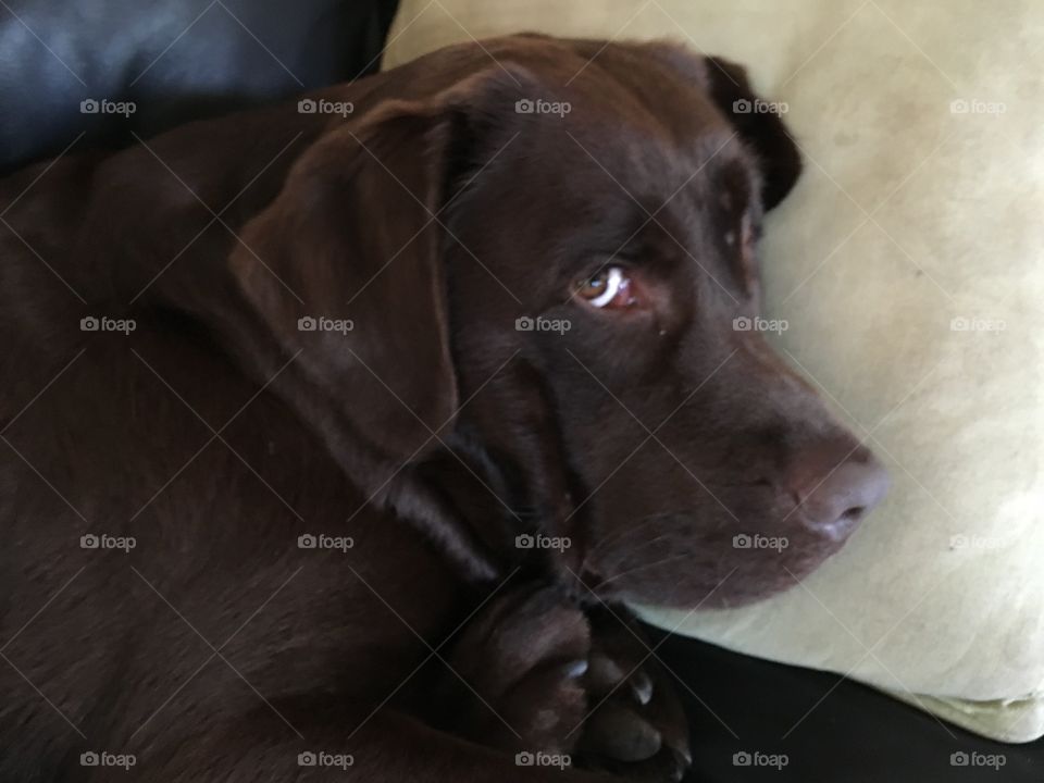 Dog, Mammal, Portrait, Canine, Pet