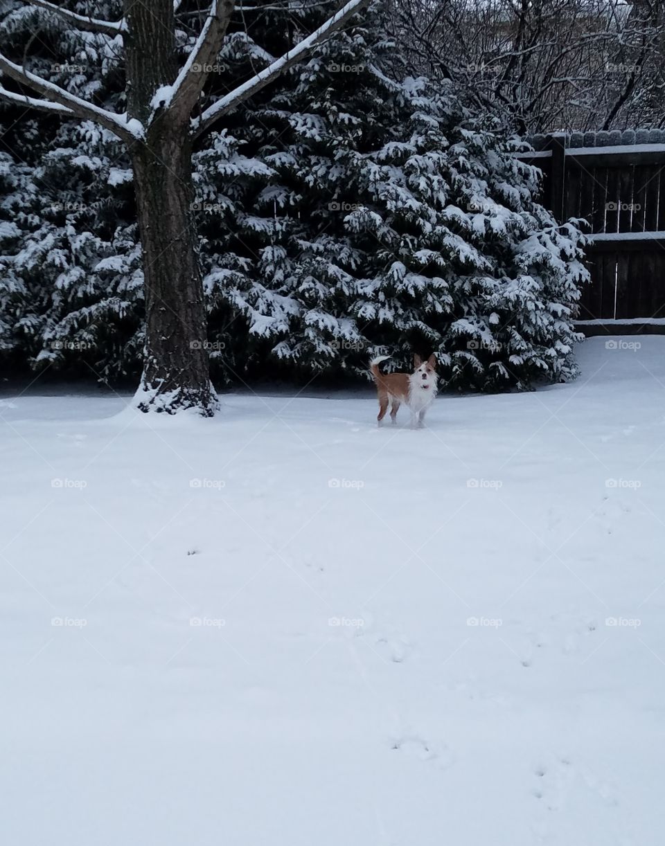 snowy dog