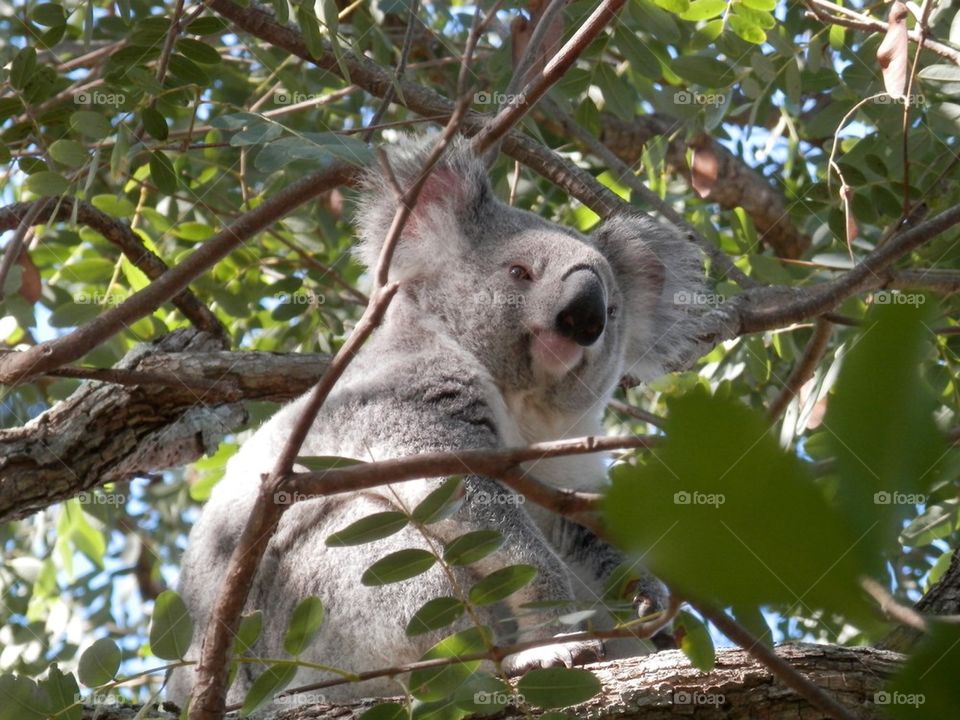 Koala