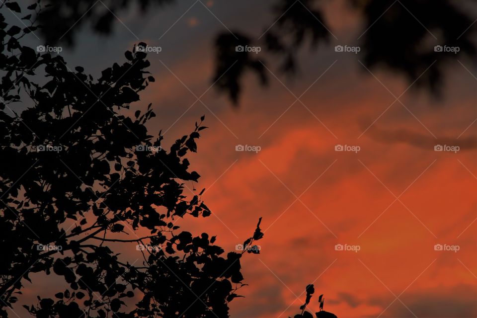 Picture of setting sun behind leaves