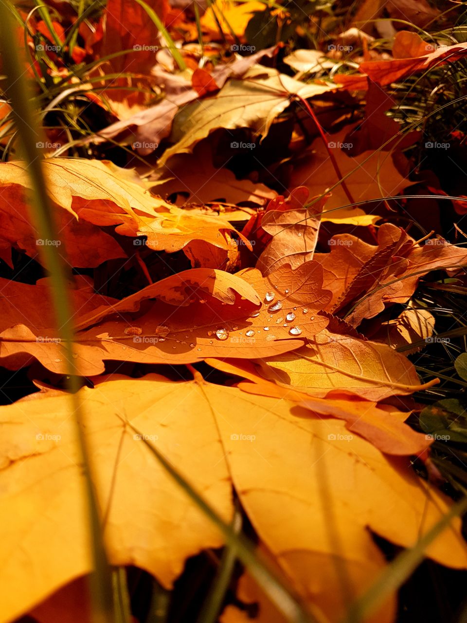 Drops of rain on autumn yellow leaves
