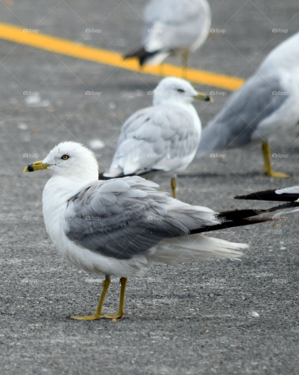 Seagull