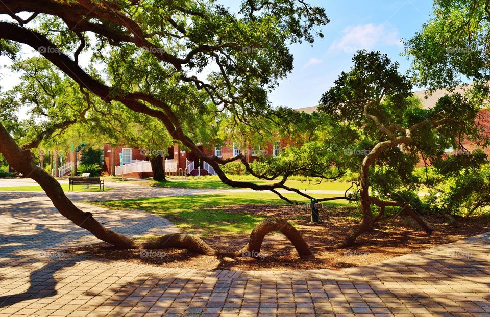 Large Oak Tree. This large oak tree is located on St . Simons Island , Ga.