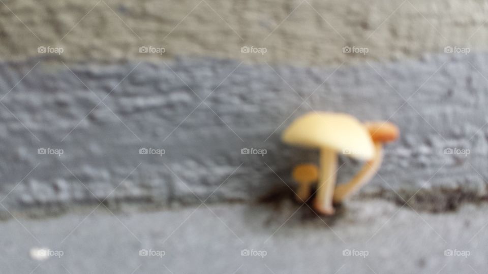 Blurry Shrooms. tiny blurry mushrooms