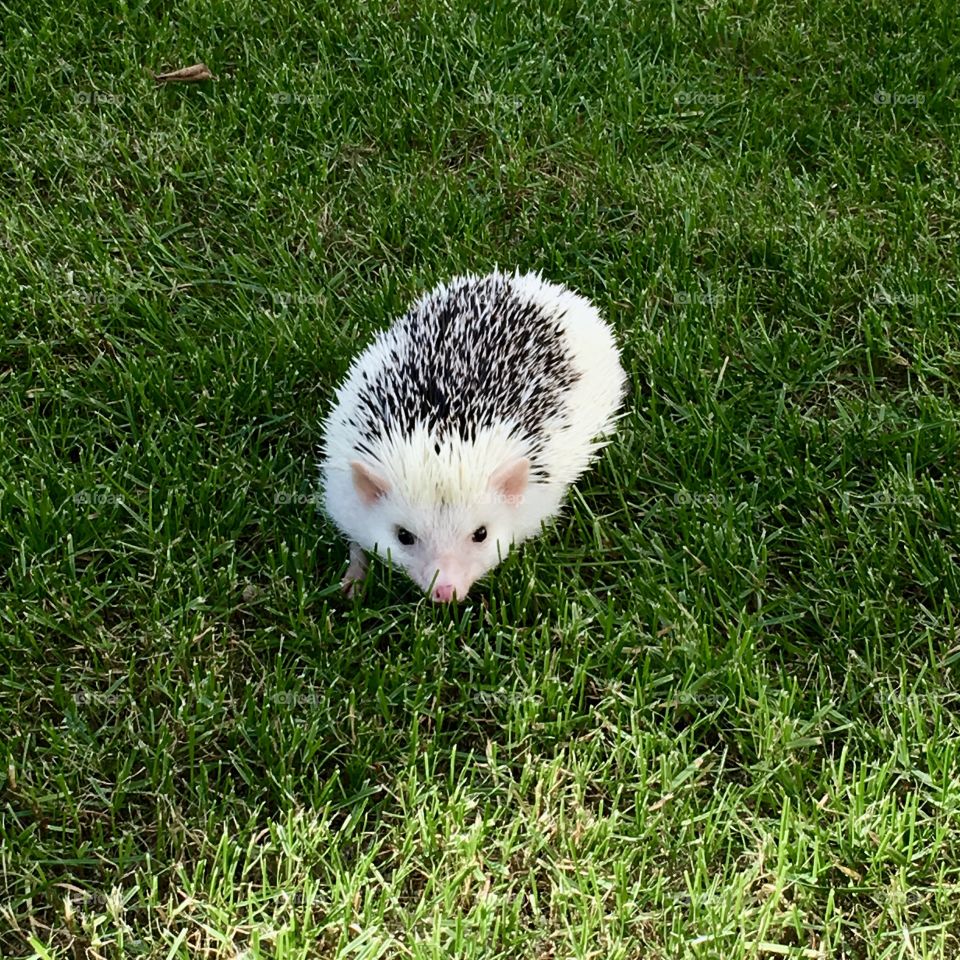 Hedgehog on the lawn 