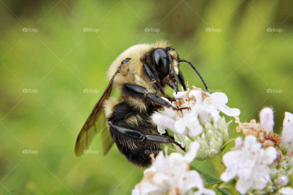 Bee