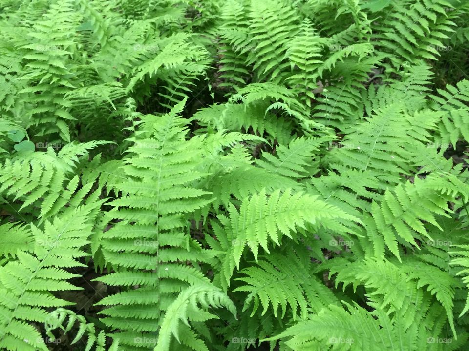 A soothing texture picture of green ferns. 