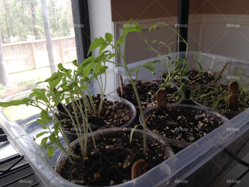 Spring seedlings