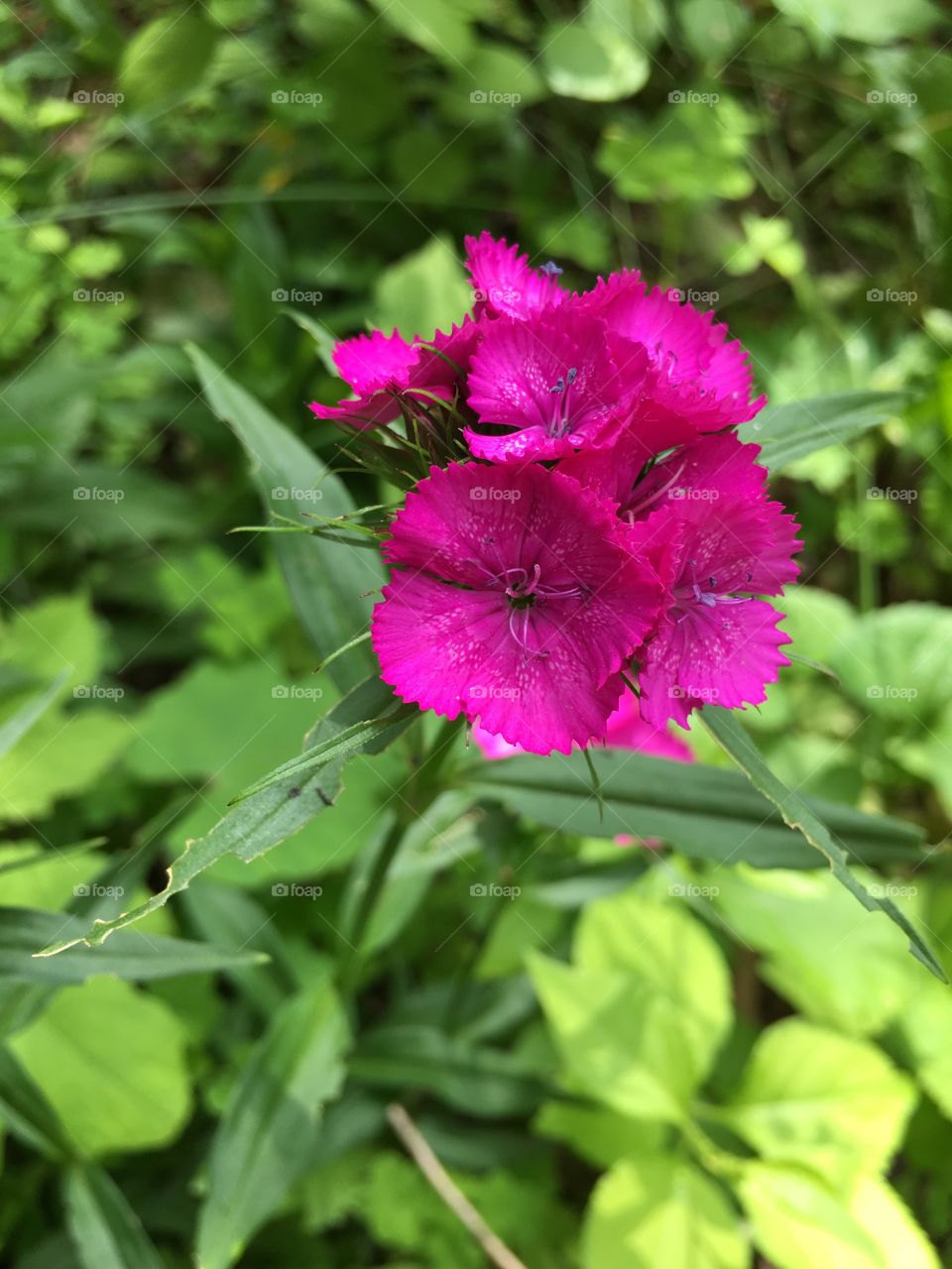 Tall pink flower