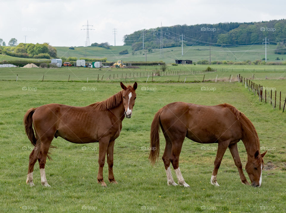 Horses at the grassland, Junglinster Luxembourg