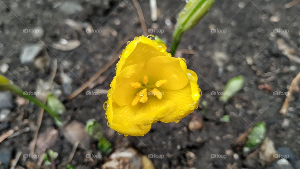 yellow narcissus