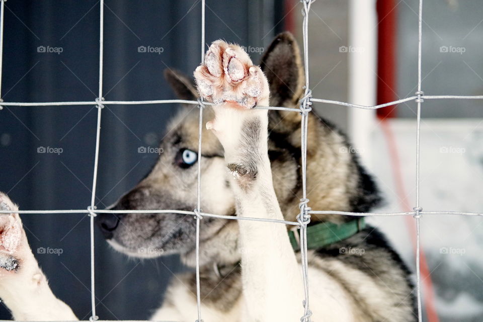 Dog looking for a cuddle