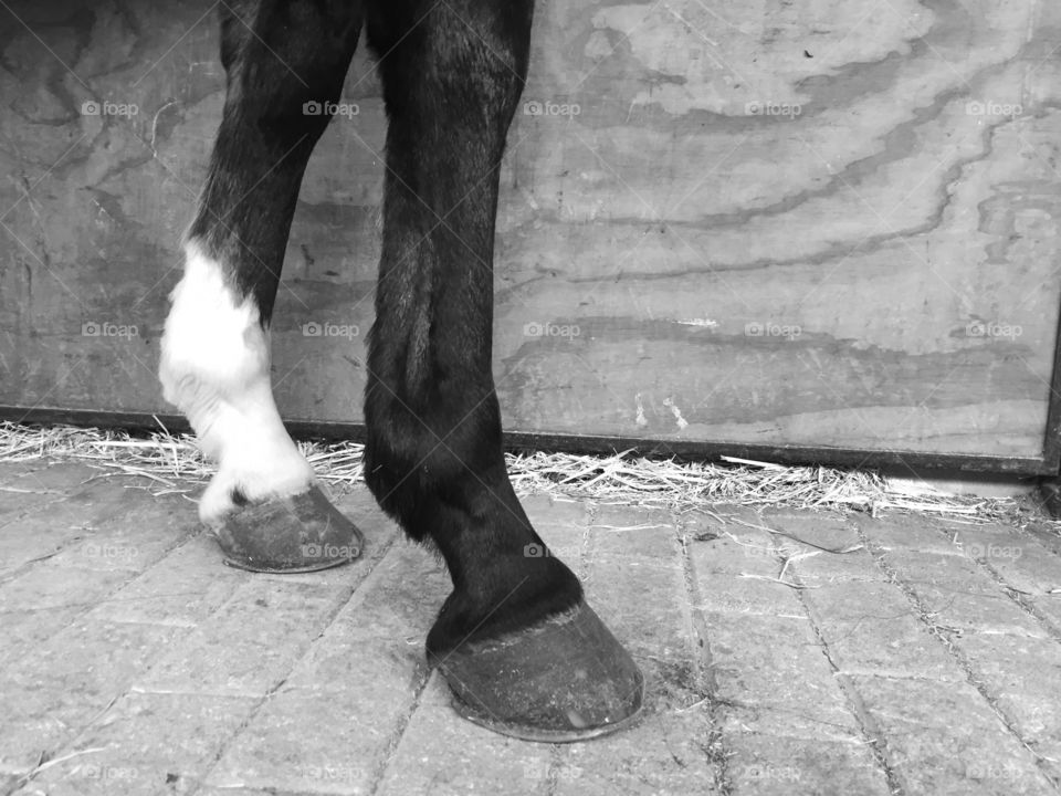 Feet of a horse