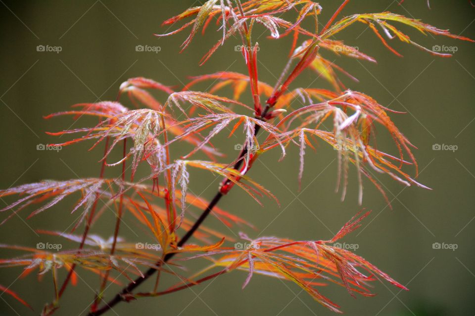 Spring leaves