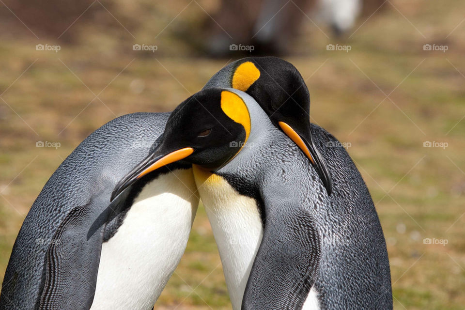 king penguins courting by penguin