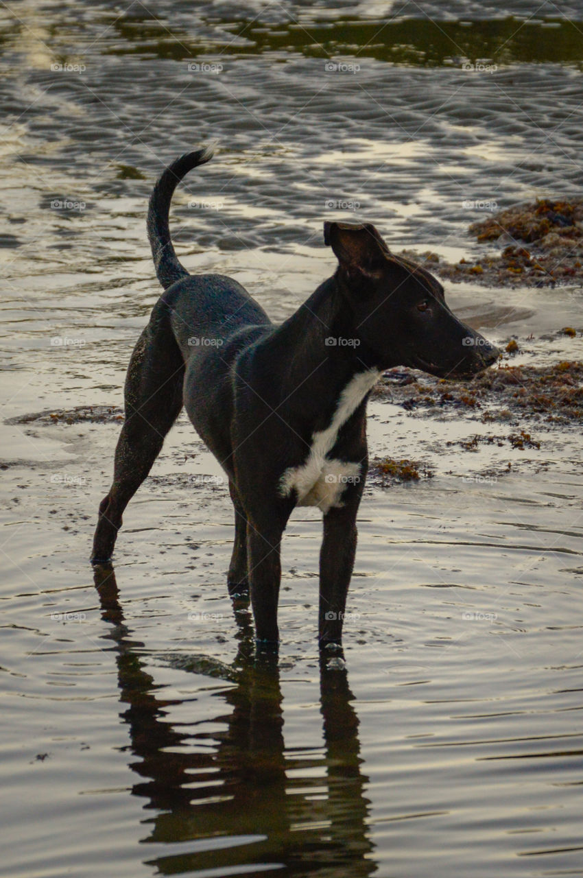 cute dog having fun on the beach!