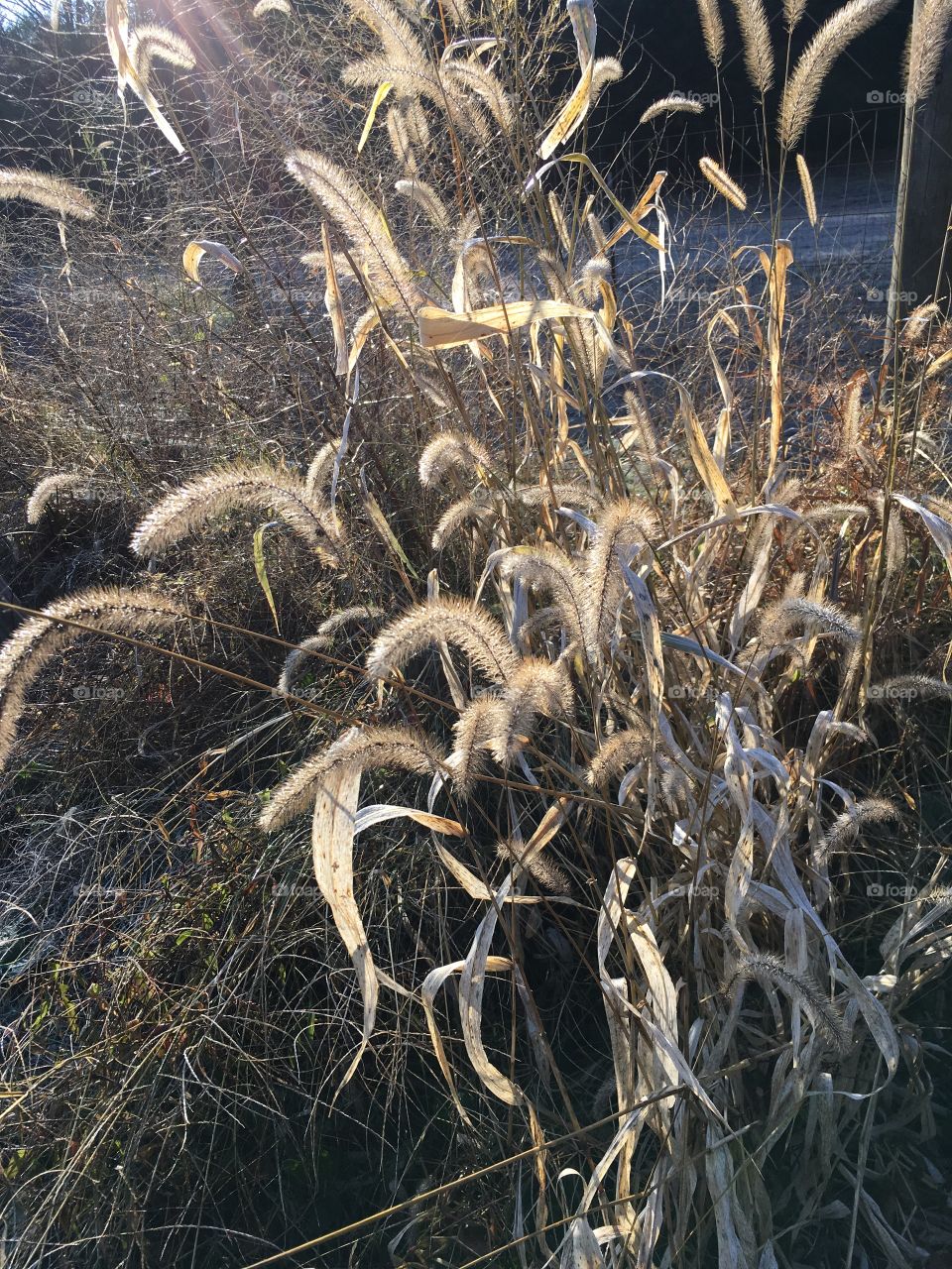 Weeds on a frosty morning 