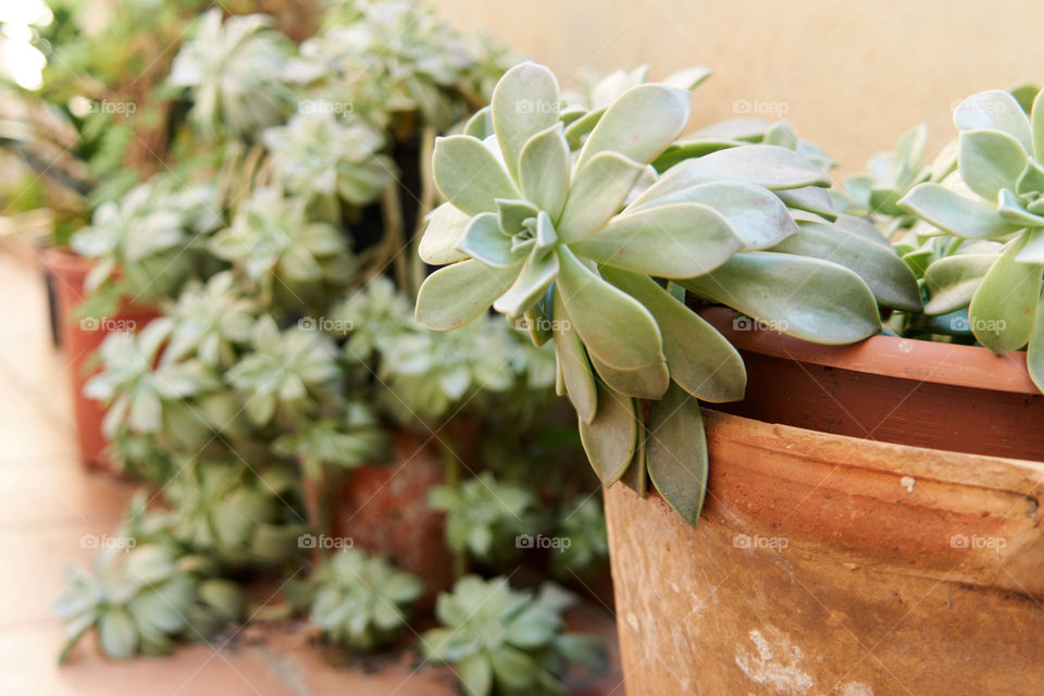 Close-up of a potted plant