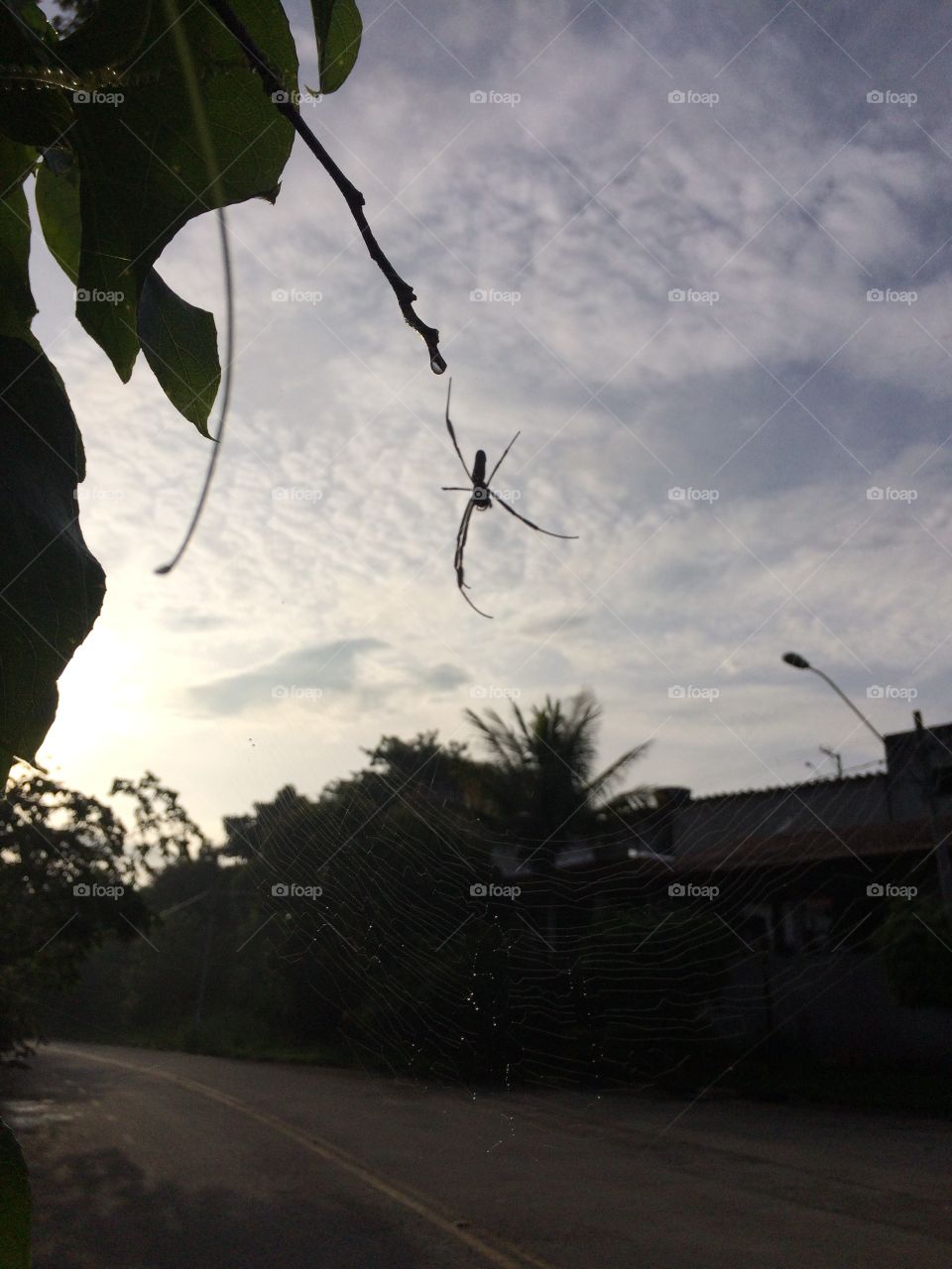 Aranhas no ar