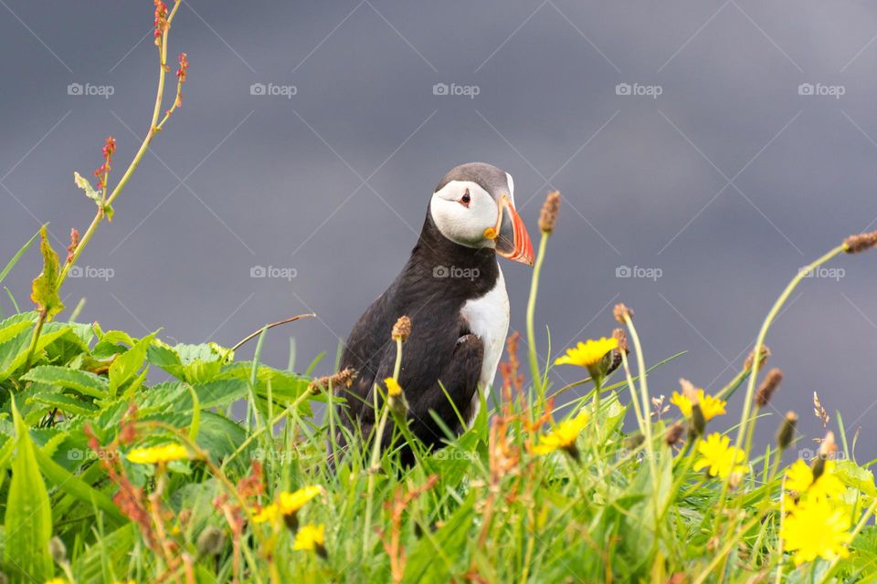 Cute common puffin (Fratercula arctica) at a cliff covered with grass and flowers, looking at the camera. Vik, Iceland.