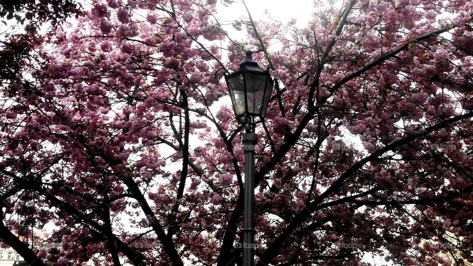 lantern in front of blossoming  cherry tree