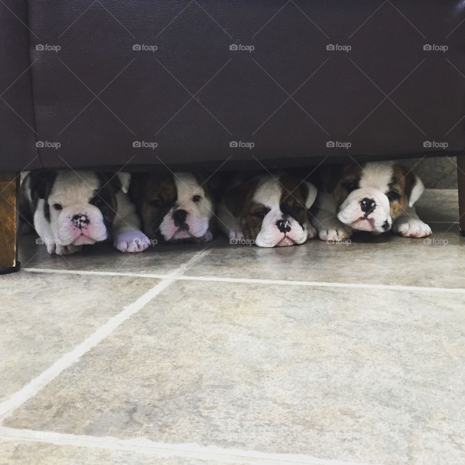 Bulldogs in a row