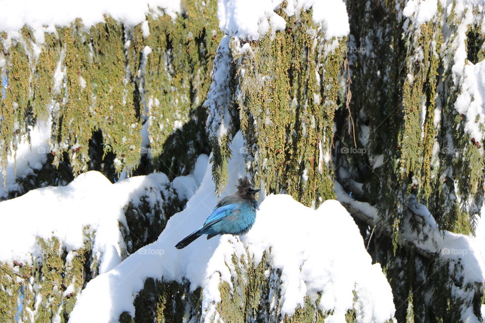 Blue Jay perching on a branch of pine tree cover with snow 