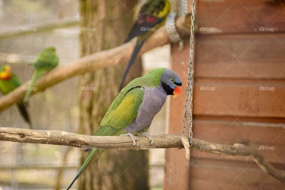 A multi-colored parrot sits on a perch in a large special cage. Zoo in Poland, Zielona Gora.