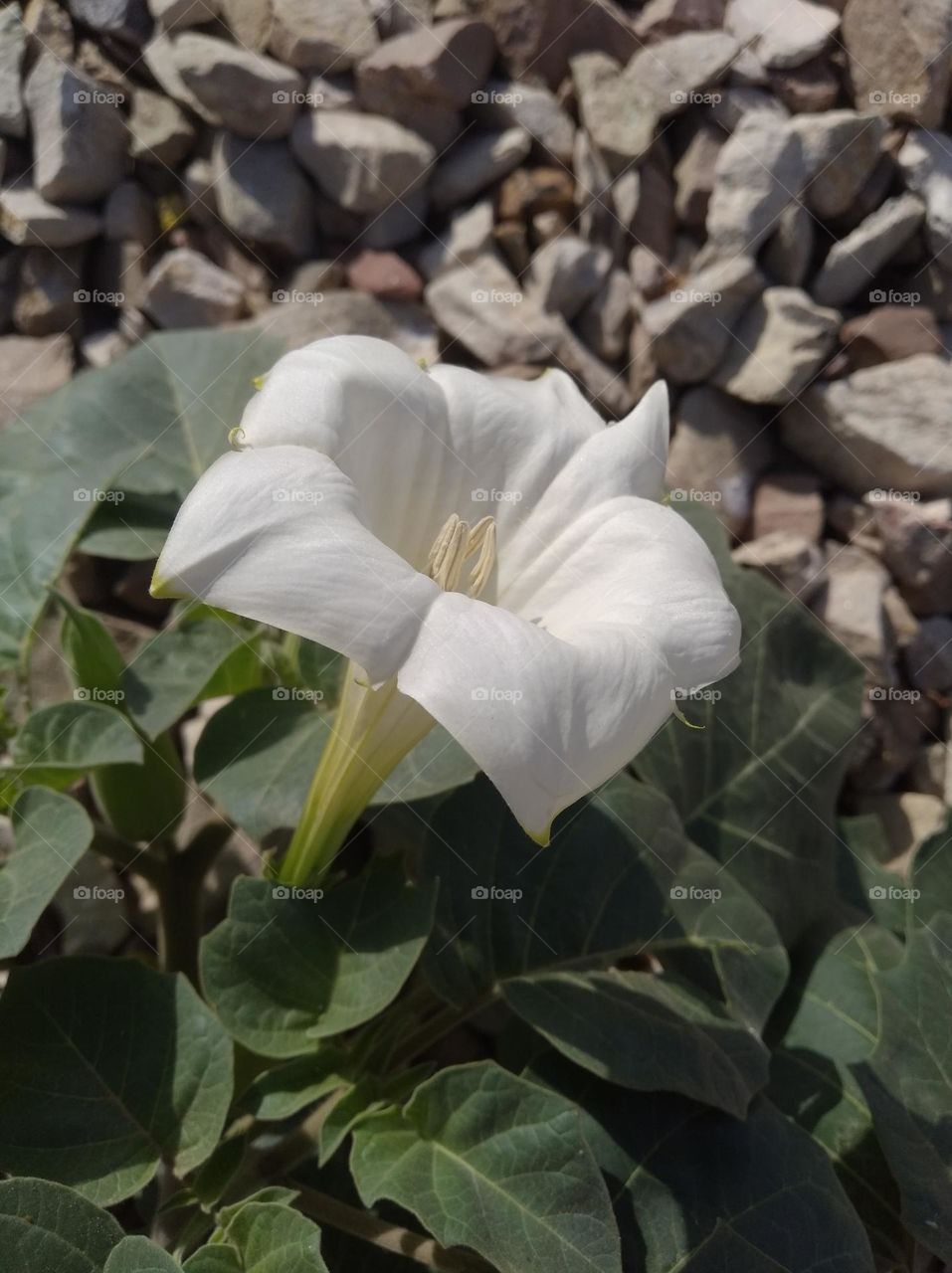 the datura flower seasonal fresh looks very beautiful generally found everywhere seasonal
