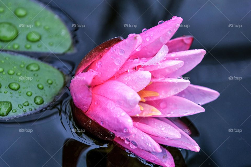 aquatic plant with pink open flower