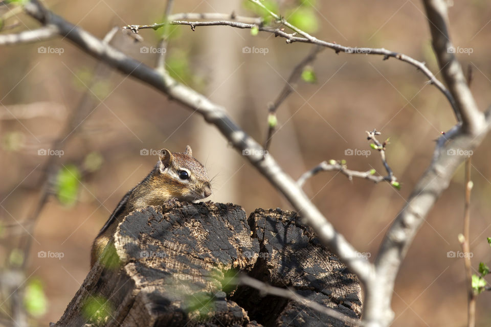 Little chipmunk in the park