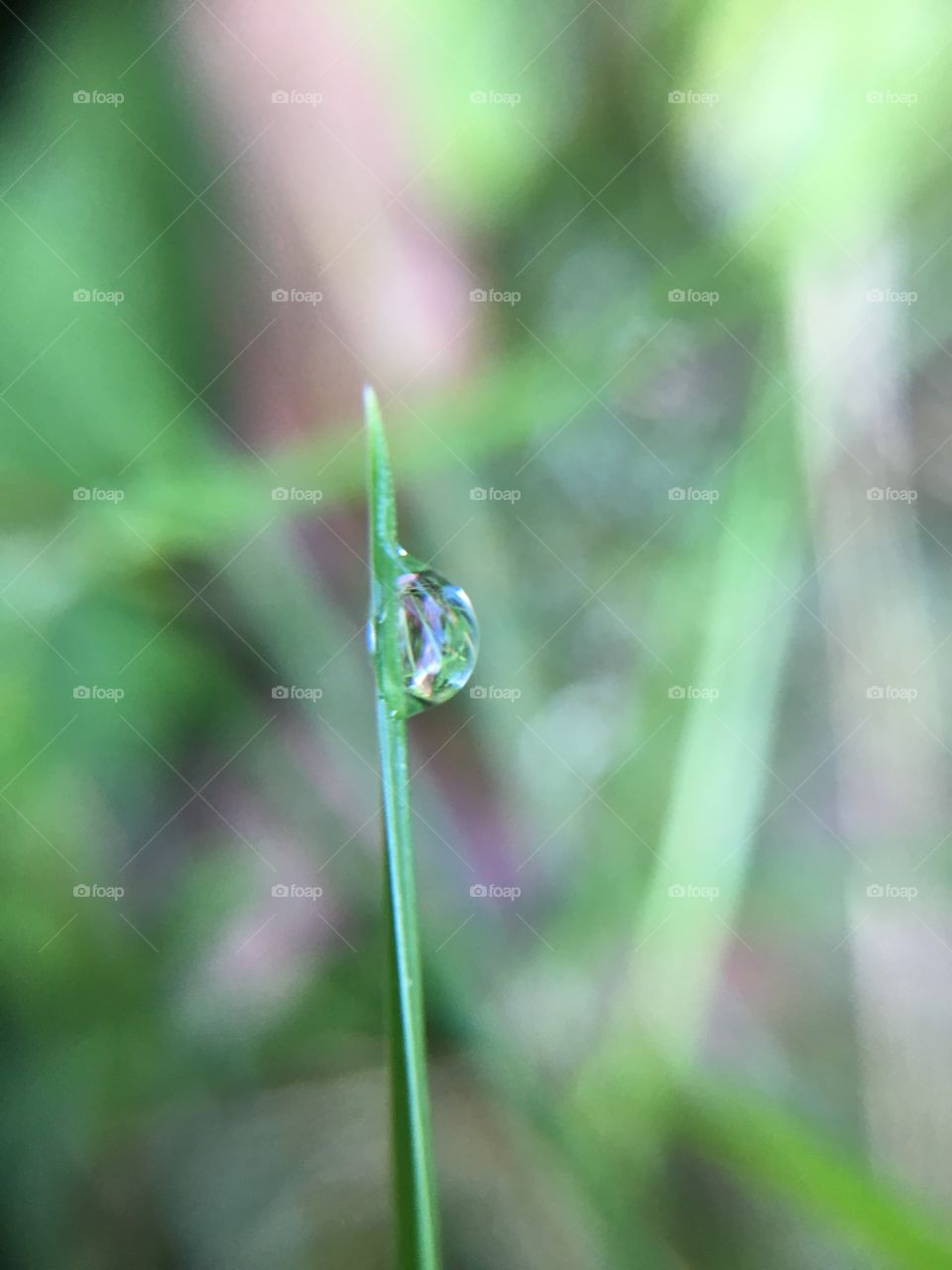 Dewdrop