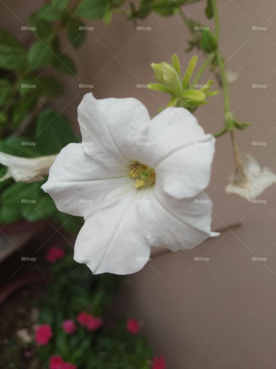 pitunia flower white in colour looks very beautiful generally found everywhere fresh seasonal